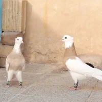 کبوتر طوقی زرد خال سیاه و آجری