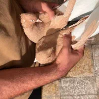 جفت کبوتر زرد دم سفید|پرنده|رامهرمز, |دیوار