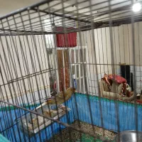 قناری نر|پرنده|رامهرمز, |دیوار