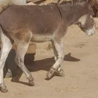 خردرمزرعه