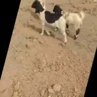 بزغاله داشتی سه قلو