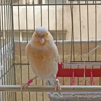قناری ماده آماده آماده اماده|پرنده|تهران, جوادیه|دیوار