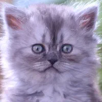 بچه گربه|گربه|شیراز, رازی|دیوار