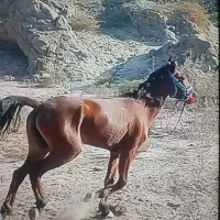 مادیان|اسب و تجهیزات اسب‌سواری|میناب, |دیوار