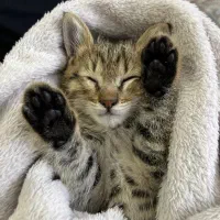 واگذاری گربه|گربه|تهران, هفده شهریور|دیوار