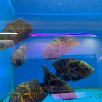 انواع اسکار ۱۴-۱۵سانت