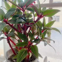 اپارتمان تکخواب صفاییه