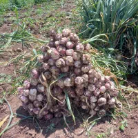 سیر طارم