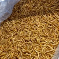 کرم میلورم خشک درجه یک