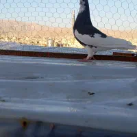 یال ماده بشرط|پرنده|شیراز, کوشک میدان|دیوار