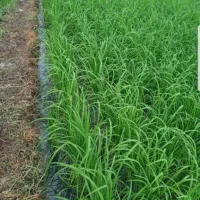 برنج اصلی کامفیروز