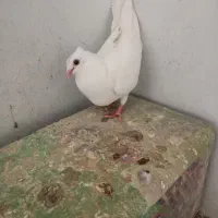 پرنده کبوتر و قفسی|پرنده|شیراز, انجیر|دیوار