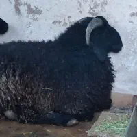 بره قوچ عربی