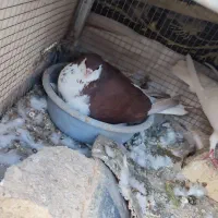 کفتر شهری پلاکی و طوقی