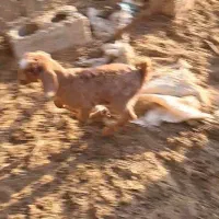 یک راس بز بابیگ