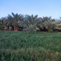 فروش باغ با حدود ۱۰۰ درخت نخل،ریگان|فروش زمین و ملک کلنگی|بم, |دیوار