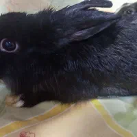 فروش خرگوش|موش و خرگوش|پلدشت, |دیوار