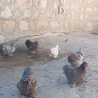 تعدادی مرغ کوشین دم خرگوشی|حیوانات مزرعه|سرپل ذهاب, |دیوار