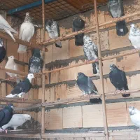 سلام دوستان کفتر چ ا ه س ت ان|پرنده|تخت, |دیوار