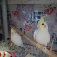 عروس‌لوتینو