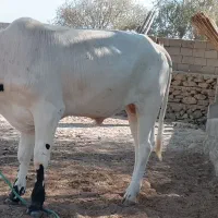 یک راس گاو نر سفید و یک راس پرو گوشتی|حیوانات مزرعه|قشم, |دیوار