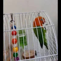 برزیلی ماده