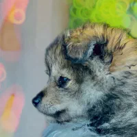 پامر روباهی