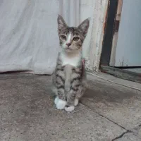 واگذاری ماده گربه ۶ماهه به صورت رایگان