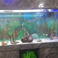 ماهی اکواریوم گیاه خوار