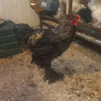 دو عدد خروس برهما|حیوانات مزرعه|بابل, |دیوار