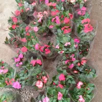 ام پی شن (گل حنا) و داوودی خارجی