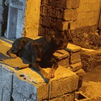 سگ روتوایلر فروشی