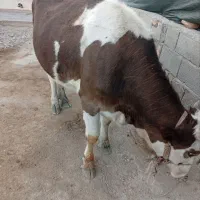 گاو وگوساله