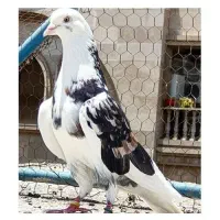 جوجه کفتر