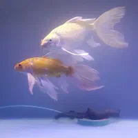 سه تاماهی کوی سوپرباله عروس|ماهی|قم, انصار‌الحسین|دیوار