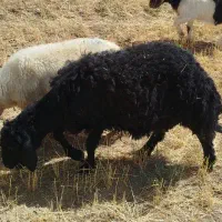 بره قوچ قره قزل