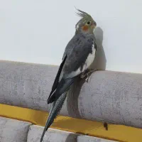 عروس هلندی ماده