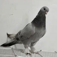 دوجفت سبز کاغذی|پرنده|دوگنبدان, |دیوار