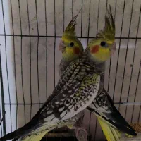 جوجه عروس هلندی ۱ ماهه