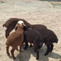 بره های افشاری خوراک خور