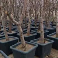 درخت بزرگ نهال زرشک عناب نهالستان قم چک صیادی