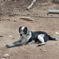 سگ قدرجونی گله ای