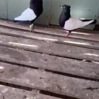 کفتر سینه سیاه واکسی جفت|پرنده|شیراز, شهرک بهشتی|دیوار