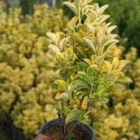 گلخانه دهکده سبز . انواع گل و گیاه بهترین کیفیت|خدمات باغبانی و درختکاری|تهران, محمودیه|دیوار