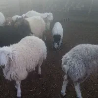 ۵ راس بره نر .ا بره ماده