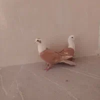 ساده سیاه و کلاغ|پرنده|نیشابور, شهرک اندیشه|دیوار