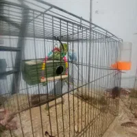 700 هزارتومن|پرنده|بم, |دیوار