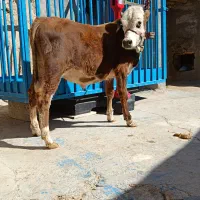 گوساله نر سیمینتال