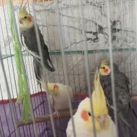 عروس هلندی|پرنده|الیگودرز, |دیوار