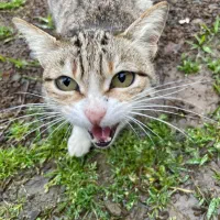 گربه پرشین بریتیش اسکاتیش نیمار مسی